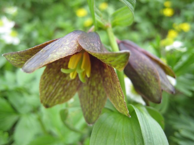 お花畑は７分咲き！白、ピンク、黄色、紫の小さな可愛い花々に混じって、クロユリも見つけました。