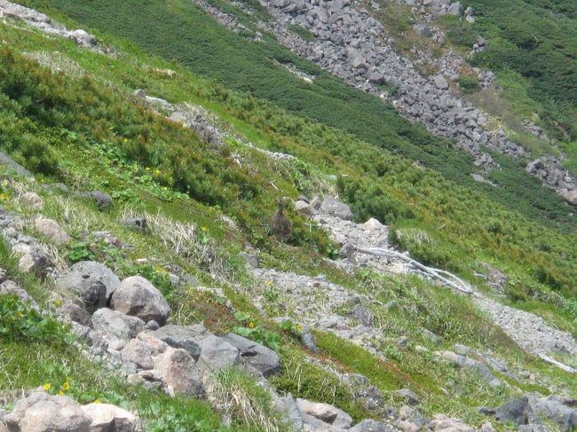 今は子育ての時期なのか、雷鳥の親子も見ることが出来、可愛い鳴き声も聴けました。