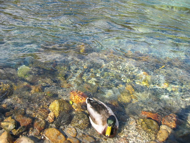 　こんなきれいな所には野生動物もめっちゃおります。