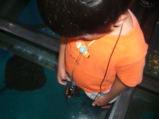 黒潮の海の水槽の上です。<br />ガラス張りになっています。