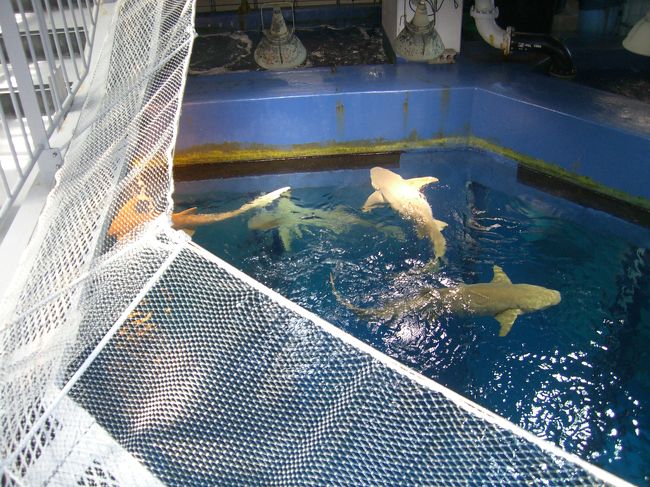 たくさん泳いでます。