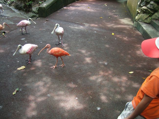 入ってすぐ、フラミンゴなどがたくさんいました。<br /><br />ふんが落ちているため歩くときは注意です。<br />子供はサンダルで踏んでしまいました。
