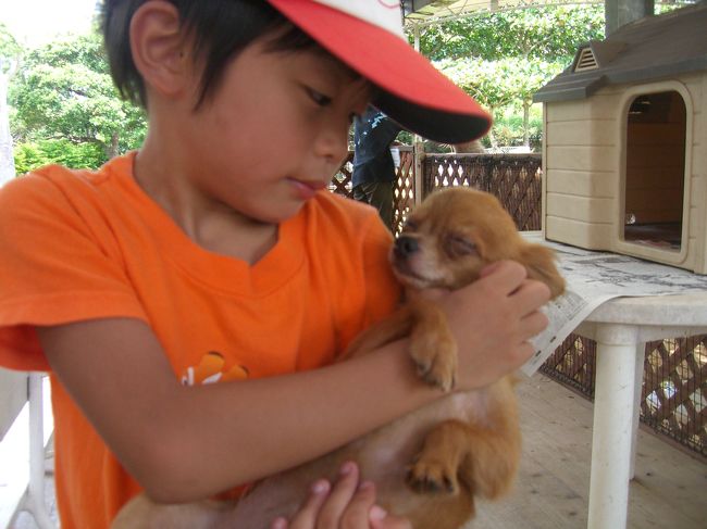 子供は犬を飼いたいらしく、やさしく接しています。<br /><br />ここのワンちゃんはみんなおとなしいです。