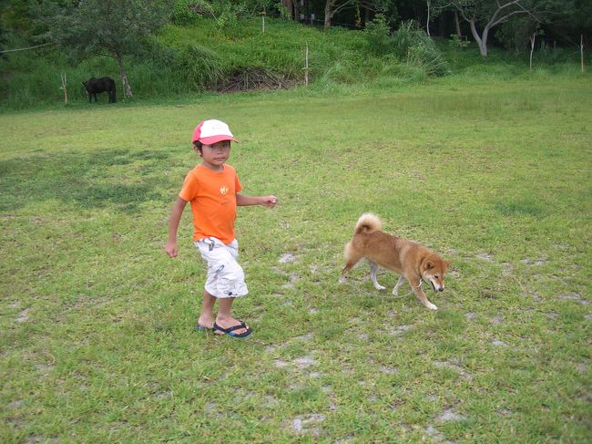 このワンちゃんとお散歩です。<br />ワンちゃんはうれしくてどんどん走ります。<br /><br />この後スコールになったため、急いで戻りました。