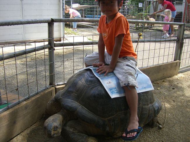このあとゾウガメに乗りました。大人でも乗れます。<br />雨の後で背中が濡れているので、係りの方が新聞をかけてくれました。<br /><br />ちなみにワンちゃんたちがいる所は屋根があるため、雨でもオッケーです。しばらくそこで雨宿りしてました。