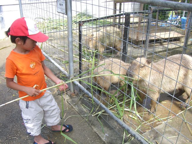 かぴぱらだったかな？<br />でっかいねずみのようなものにえさをあげれます。