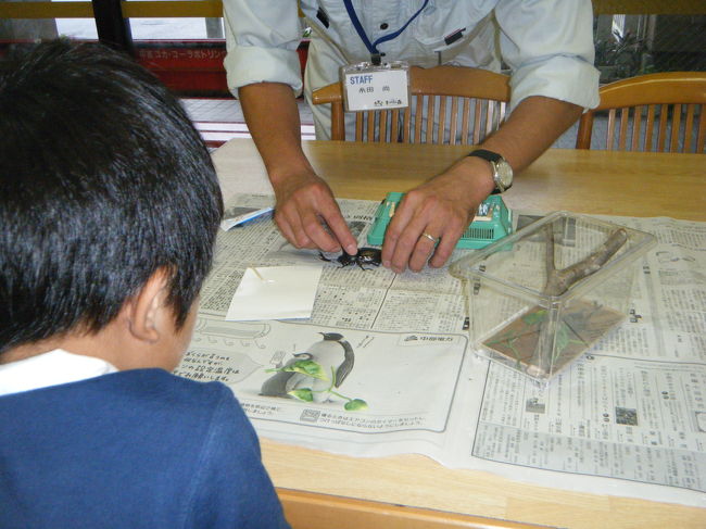 この後は、昆虫館でカブトムシの模型つくりです。<br />参加費は５００円でした。期間限定です。<br />カブトムシは２匹まで。本物です。<br /><br />それをボンドで木に貼り付けたりします。<br />