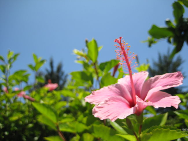 ハイビスカス