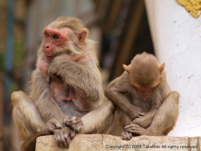 野ザル<br />タウン・カラットの参道に沢山います。