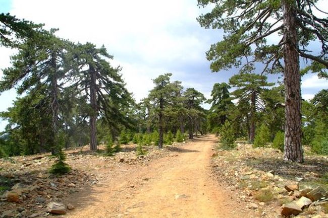 基本的に道はフラットなので散歩のようにハイキングが楽しめます。