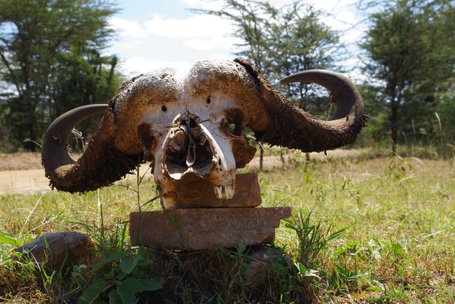 こんなんがあって、<br />サバンナらしい演出にテンション↑↑