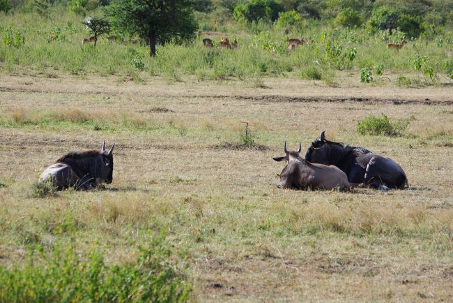 第一動物発見！！<br /><br />ヌー。<br /><br />ケニアの旅行記を作りだして、<br />「まだ、動物が出てきてないですよ」<br />とご指摘をいただきつつ、<br />やっと、動物登場です(笑）<br />今からいっぱい出していきます！！