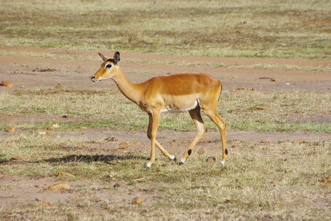インパラ。だと思う。<br /><br />インパラとガゼルの区別は写真では分からない・・・。<br />なので間違ってたら教えて下さい。<br /><br />おしりに川の字に黒い筋の模様があるのがインパラ