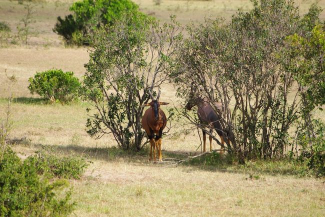 トピ<br /><br />インパラ・ガゼル・トムソンガゼルの<br />鹿っぽいけど牛系のに比べて、<br />色グロなので、すぐに分かる！