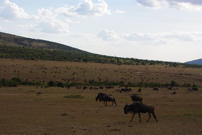 見えてる黒点は全部ヌー。<br /><br />この時期、タンザニアからマサイ・マラにヌーが移動してやってきます。<br />ピークは７月末から８月にかけてとのことなので、まだピークじゃないのに、すでにすごい数！！<br />「ヌ〜、ヌ〜」ないてます。<br /><br />