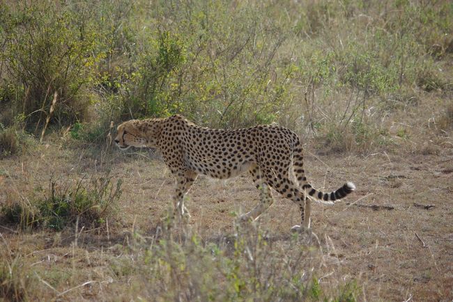 すっごくラッキーなことに、<br />ゲームドライブ１回目からチーターに遭遇！！<br /><br />美しいです・・・。
