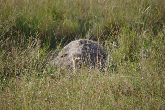 卵をあたためているダチョウ