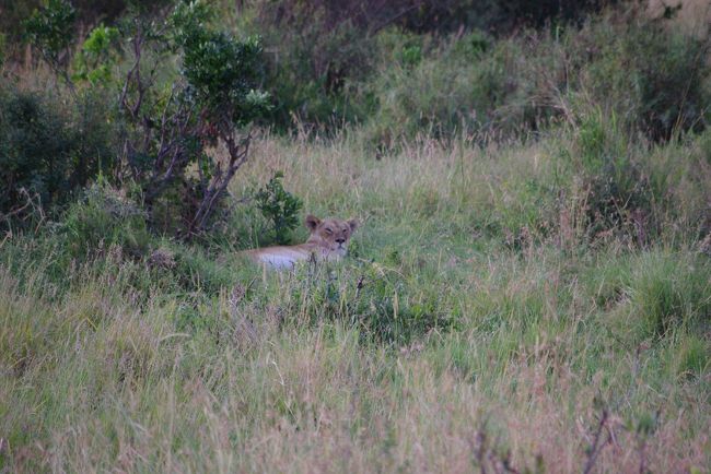 ガイドさんが、<br />「あそこに、血のあとがあるから、ライオンがいるはず・・・あそこ！」<br />って言ってみつけたライオン。<br /><br />私はその血の跡がどこなのかすら分からず。<br />ライオンの姿を見つけるのも一苦労。。。<br />