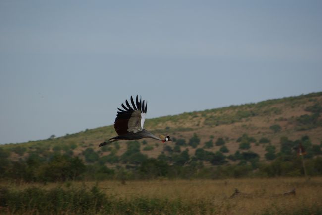 お〜、鳥が飛んだ！！<br />と思って慌てて撮ったのを確認したら、<br />カンムリズル。
