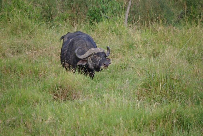 水牛<br /><br />これは、マサイ・マラのさっきのゲートにあった骨と同じ骨格？？