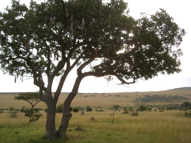 ソーセージツリー