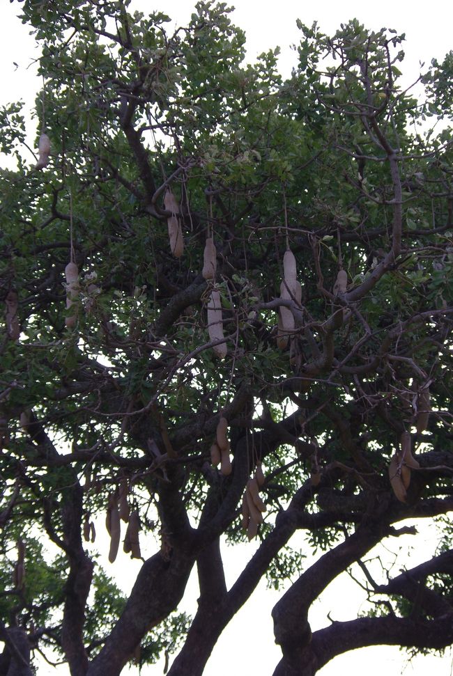 こんなにたわわに実っているのに、<br />食べれないらしいです。