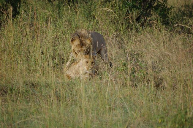 ラブラブ中のライオンカップル