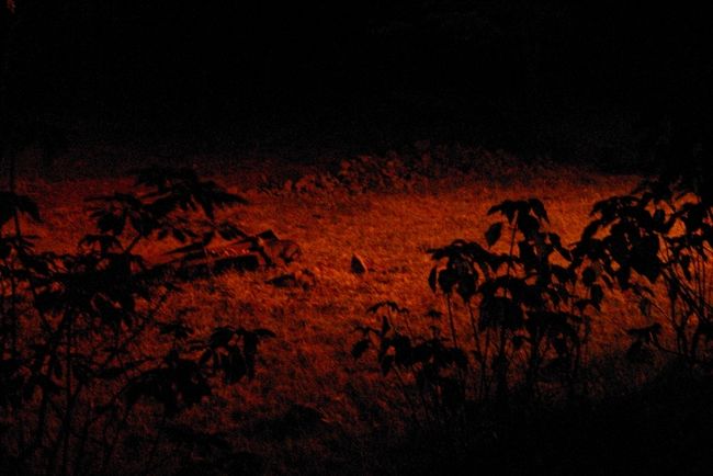 残念ながらブッシュベイビーの餌付けには間に合わず、ハイエナの餌付けへ。<br />餌箱にはマングースが何匹か集まっていますが、<br />ハイエナはすっごく警戒心が強くて、写真に撮れませんでした。<br />照明も落としているので、写真は難しい・・・。