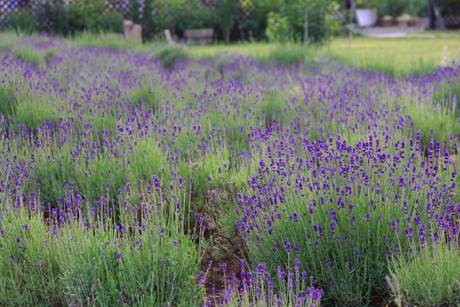 大石公園のラベンダー