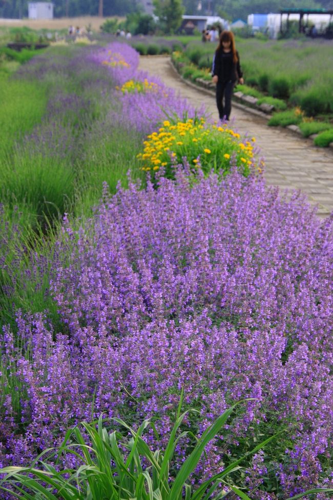 綺麗に咲いているラベンダー