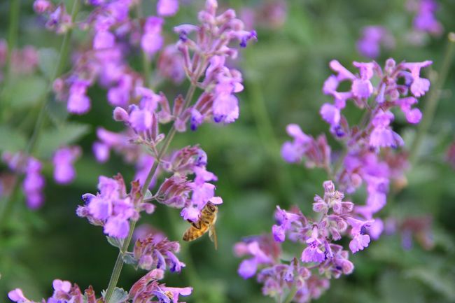 ミツバチがラベンダーの花蜜を吸いにやってきていました。