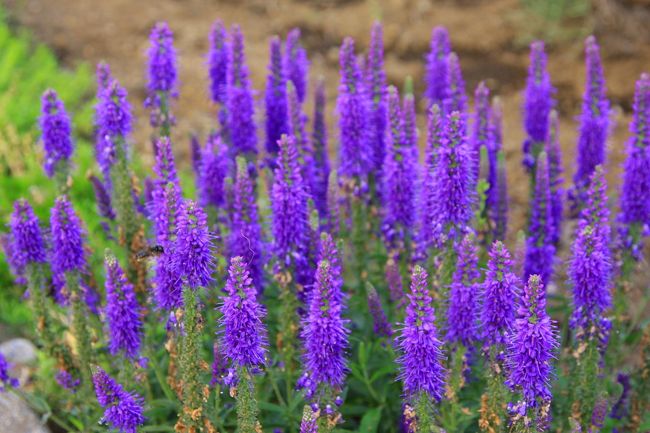 ラベンダーやベゴニアの他にも色々な花が咲いていました。