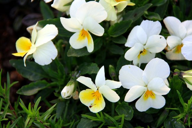 水仙がまだ咲いていました。