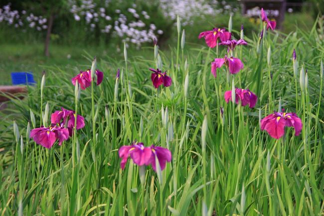 花菖蒲