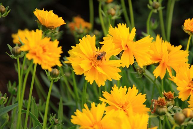 早咲きの黄花コスモス<br /><br />ココにもミツバチが来ていました。