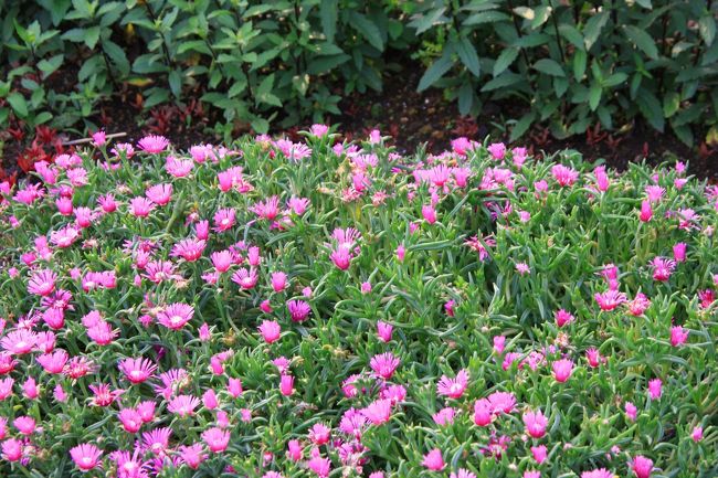 かわいい松葉菊