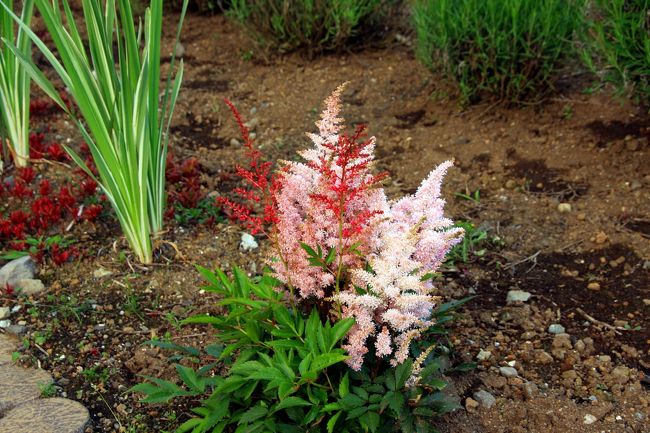 面白い花だなぁ〜と思い調べてみたら、<br />アスチルベという名前でした。