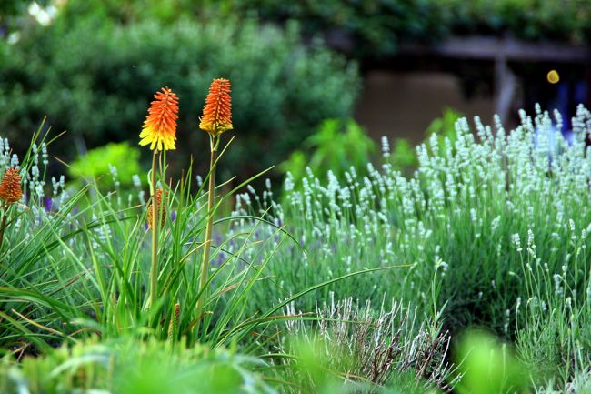 トリトマです。