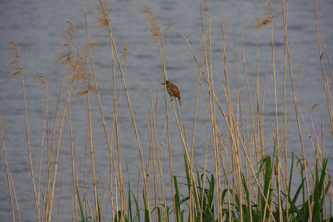 鳥の鳴く声が聞こえたので、探してみるといました。<br />後で調べたら、「オオヨシキリ」みたいです。