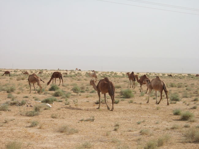 トズールへ向かう道中ラクダの群れに<br />出会いました。