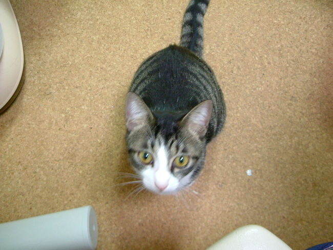 （写真と記事とは関係ありません・・・）<br />太陽が雲に隠れてしまってから、すでに1時間以上が経過しています。第2接触（皆既開始）まで10分を切っても、太陽が顔を出す気配はありません。<br /><br />周りにあきらめの気配が漂う中、私は、喫茶店でアイスクリームを注文し、それを食べながら、空を眺めていました。これで見えなかったら、上海に雲見てきましたってことになるようなあ・・・などと思いながら（このツアー、日食観測以外のオプション観光などは一切ありません）。<br /><br />しかし、周り（湖畔にいた外人さん？）がにわかに騒ぎ始め、空を見ると、雲の切れ間から、細くなった太陽が<br />見えてきました！<br />