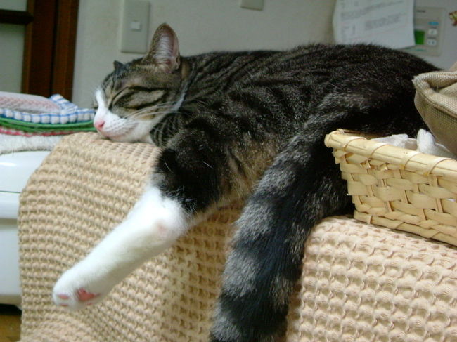 （写真と記事とは関係ありません・・・）<br /><br />皆既終盤、雲が厚くなり、コロナは見えなくなってしましました、やがて、周りが明るくなり始め、皆既が終わりに近づいたことに気づきます。<br /><br />そして、ダイヤモンドリングとまではいきませんが、太陽がわずかに輝き、一気に明るさを取り戻していきます。<br /><br />ビデオでも、太陽が明るさを取り戻して行く様子を記録しています。<br />http://www.youtube.com/watch?v=lsKoh4zM<br /><br />この後、再び、太陽は雲に隠され、激しい雨が<br />降ってきました。以降上海を出発するまで、太陽を見ることはありませんでした。<br />