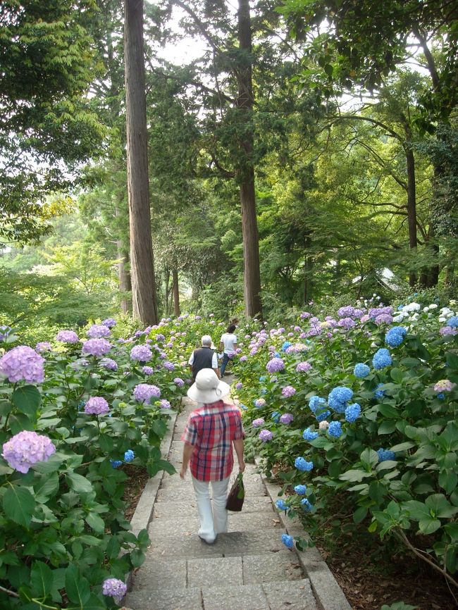 紫陽花の中を歩くのは気持ちがいいです。
