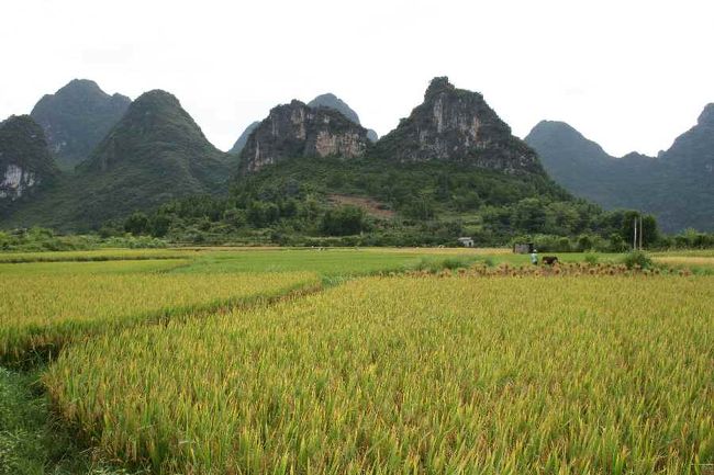 この田んぼはもうすぐ収穫の時期です。<br /><br />ガイドさんの話によると、<br />「二期作の米はおいしくない」<br />とのことでしたが…
