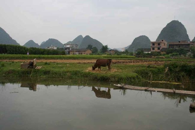 ３日目。<br />遇龍河をのんびり散歩しました。<br />こういうのどかな田園風景が広がるところです。