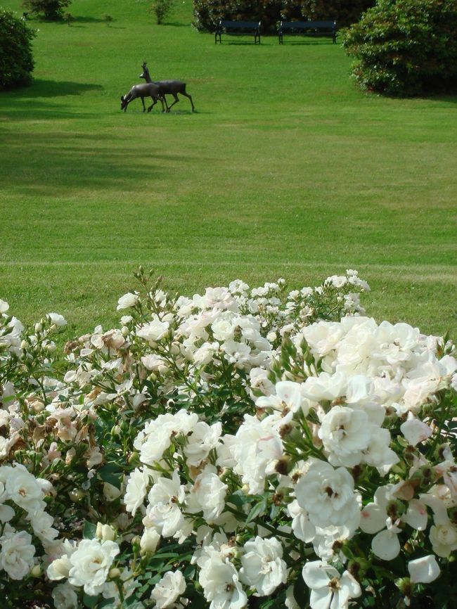 どこまでも続く緑の絨毯♪