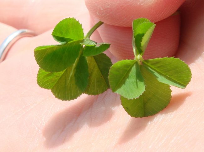 四葉のクローバーを2つ発見！<br /><br />でも折れているのを直すとちぎれてしまいそうです。<br />そおっと旦那の持っていた研究ノートに挟みました。