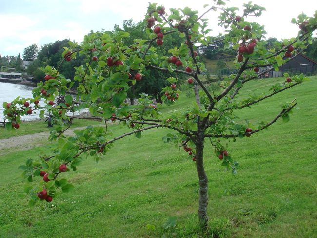 林檎の木もありました！