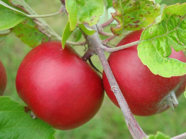 さらにアップで･･･＾＾