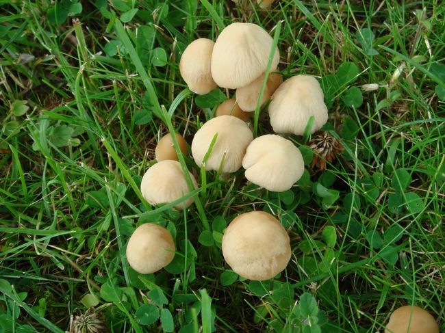 きのこも発見。